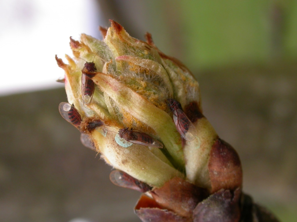 BBS Grüne KnospeMU.JPG